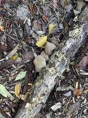 Conchomyces bursiformis