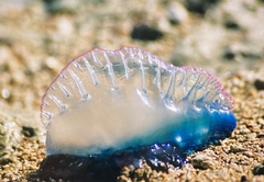 Physalia physalis