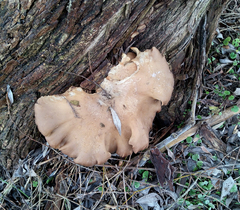 Pleurotus ostreatus