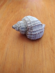 Trophon geversianus