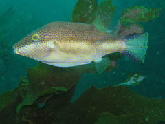 Canthigaster callisterna