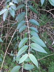 Buddleja madagascariensis
