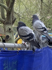 Columba livia domestica