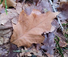 Quercus rubra