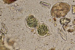 Nostocaceae