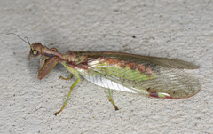 Ditaxis meridiei