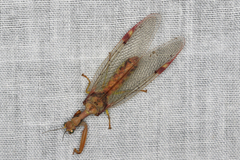 Ditaxis meridiei