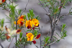 Pultenaea laxiflora