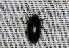 Chalcopteroides cyanopterus