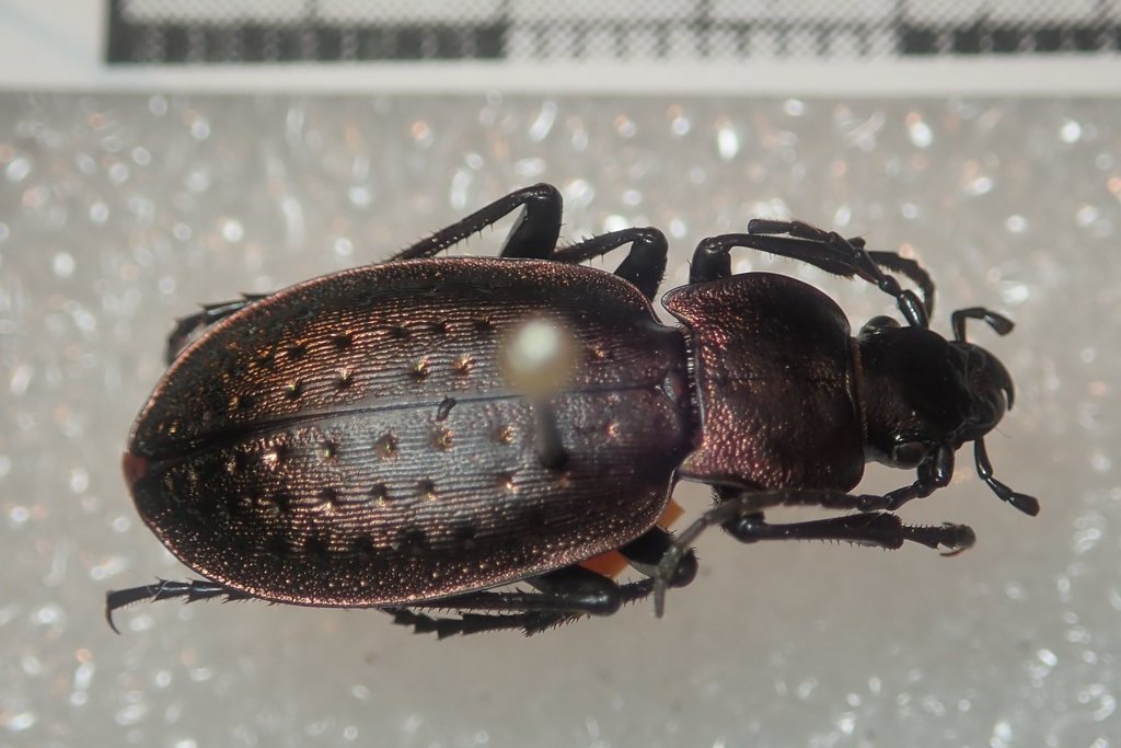 Carabus bertolinii