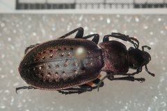 Carabus bertolinii