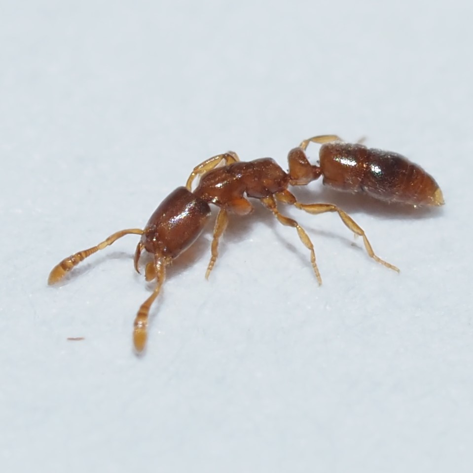 Ponera exotica