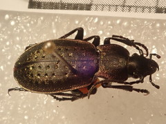 Carabus bertolinii
