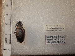 Carabus bertolinii