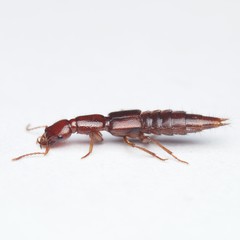 Biocrypta prospiciens