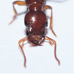 Biocrypta prospiciens