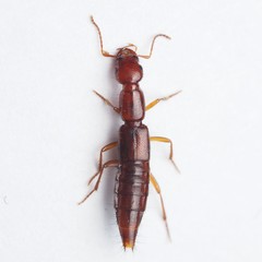 Biocrypta prospiciens