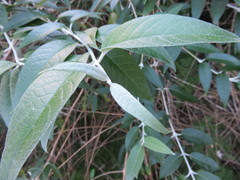 Buddleja madagascariensis