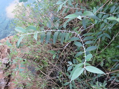 Buddleja madagascariensis