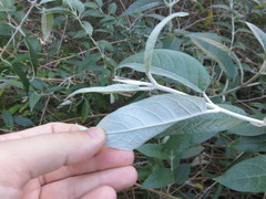 Buddleja madagascariensis