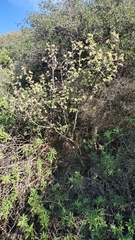Ribes malvaceum malvaceum