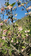 Ribes malvaceum malvaceum