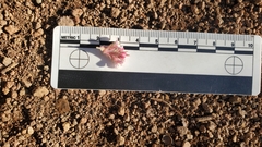 Ribes malvaceum malvaceum