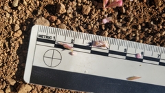 Ribes malvaceum malvaceum