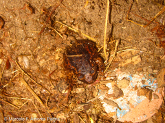 Pristimantis unistrigatus