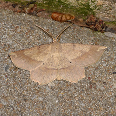 Euchlaena marginaria