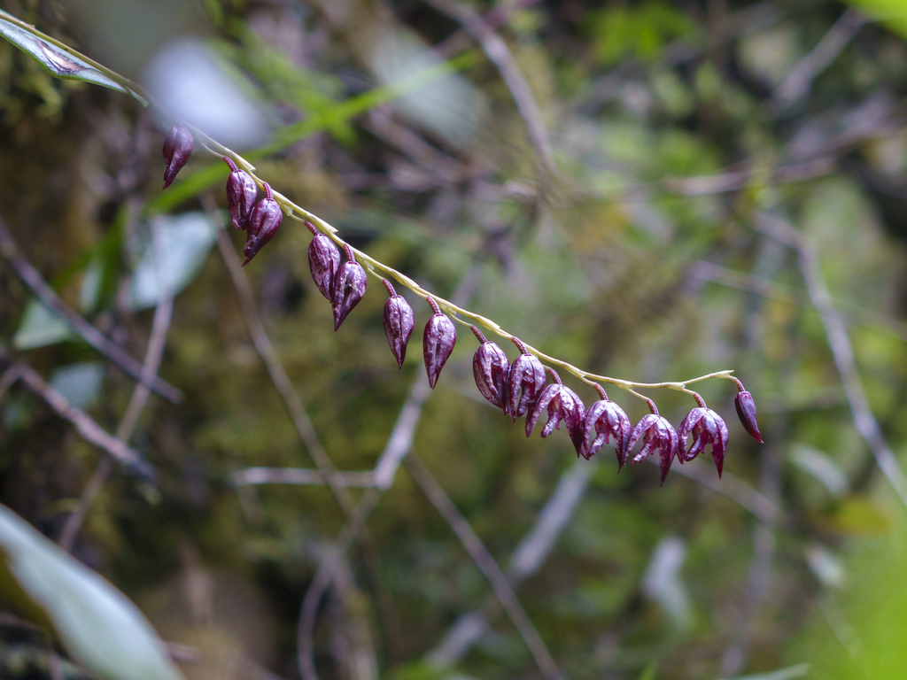 Pleurothallis restrepioides; photograph Frank Dietze, CC BY, iNaturalist via GBIF