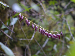 Pleurothallis restrepioides