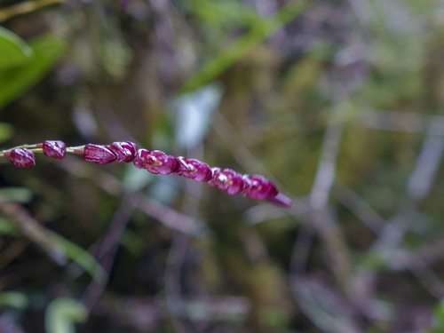 Pleurothallis restrepioides, photograph 1