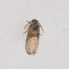 Ecdytolopha mana