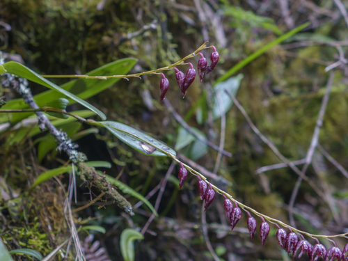 Pleurothallis restrepioides, photograph 2