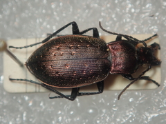 Carabus bremii