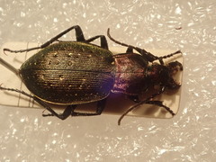 Carabus bremii