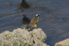 Pitangus sulphuratus