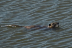 Myocastor coypus
