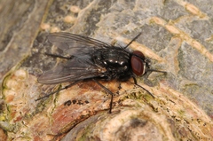 Hydrotaea dentipes
