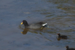 Fulica rufifrons