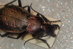 Carabus bremii