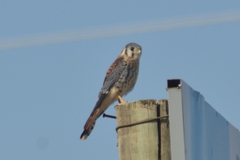 Falco sparverius