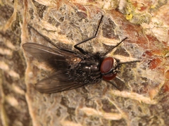 Hydrotaea dentipes