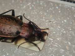 Carabus bremii