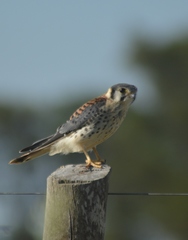 Falco sparverius