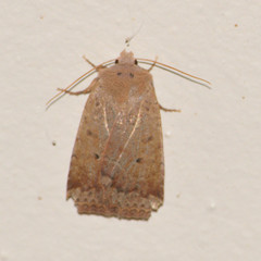 Sericaglaea signata