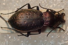 Carabus bremii