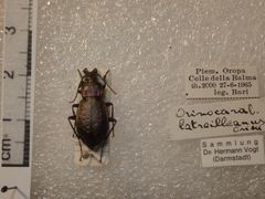 Carabus bremii