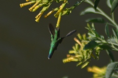 Chlorostilbon lucidus